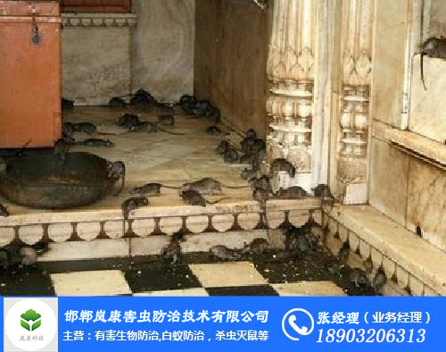 邯鄲滅白蟻、滅蟑螂，老鼠，蚊蟲、蒼蠅13年實(shí)戰(zhàn)經(jīng)驗(yàn)