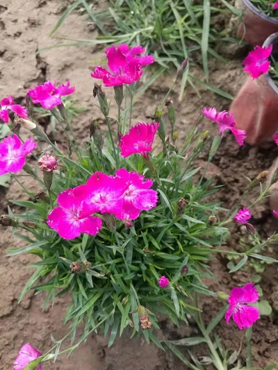 花團錦簇！歐石竹穴盤苗歐石竹批發價格歐石竹小苗
